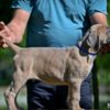 Cane Corso Cane Corso puppies