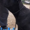 Cane Corso Cane Corso puppies