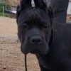 Cane Corso Cane Corso puppies