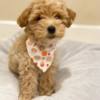 Poodle MALE and FEMALE TOY POODLE PUPPIES