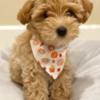 Poodle MALE and FEMALE TOY POODLE PUPPIES