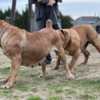 Boerboel South African Mastiff - Boerboel puppies