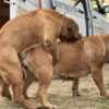 Boerboel South African Mastiff - Boerboel puppies