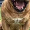 Boerboel South African Mastiff - Boerboel puppies