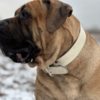 Boerboel South African Mastiff - Boerboel puppies