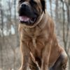 Boerboel South African Mastiff - Boerboel puppies