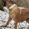 Boerboel South African Mastiff - Boerboel puppies