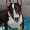 Bull Terrier (Miniature) Miniature Bull Terrier puppies