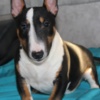 Bull Terrier (Miniature) Miniature Bull Terrier puppies