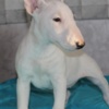 Bull Terrier (Miniature) Miniature Bull Terrier puppies