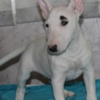 Bull Terrier (Miniature) Miniature Bull Terrier puppies