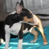 Bull Terrier (Miniature) Miniature Bull Terrier puppies