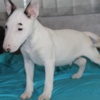 Bull Terrier (Miniature) Miniature Bull Terrier puppies