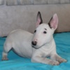 Bull Terrier (Miniature) Miniature Bull Terrier puppies