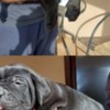 Cane Corso Cane Corso puppies