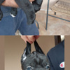 Cane Corso Cane Corso puppies