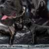 Cane Corso Cane Corso puppies