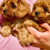 Cavalier King Charles Spaniel Cavapoo puppies