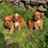 Cavalier King Charles Spaniel Cavapoo puppies
