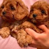 Cavalier King Charles Spaniel Cavapoo puppies