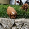 Cavalier King Charles Spaniel Cavapoo puppies