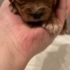Cavalier King Charles Spaniel Cavapoo puppies
