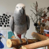 African Grey Parrot Beautiful African grey parrots and Hyacinth macaws available