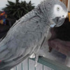 African Grey Parrot Beautiful African grey parrots and Hyacinth macaws available