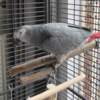 African Grey Parrot Beautiful African grey parrots and Hyacinth macaws available