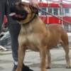 Boerboel South African Mastiff Boerboel puppies for sale