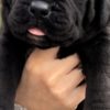 Boerboel South African Mastiff Boerboel puppies for sale