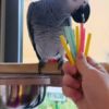 African Grey Parrot African Grey Parrots  very Friendly