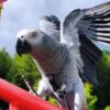 African Grey Parrot African Grey Parrots  very Friendly