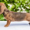 Dachshund Standard Dachshund puppies