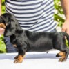 Dachshund Standard Dachshund puppies