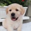 Labrador Retriever Labrador retriever puppies
