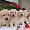 Labrador Retriever Labrador retriever puppies