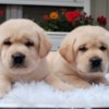 Labrador Retriever Labrador retriever puppies