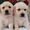 Labrador Retriever Labrador retriever puppies