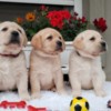 Labrador Retriever Labrador retriever puppies