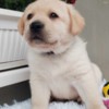 Labrador Retriever Labrador retriever puppies