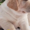 Labrador Retriever Labrador retriever puppies