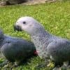 African Grey Parrot Handreared Baby African Greys for Sale