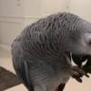 African Grey Parrot Handreared Baby African Greys for Sale