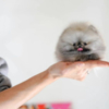 Pomeranian Cute Babi Pom rare color