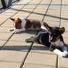 Basenji Basenji puppies for sale