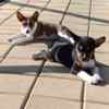 Basenji Basenji puppies for sale