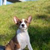 Basenji Basenji puppies for sale