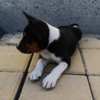 Basenji Basenji puppies for sale