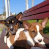 Basenji Basenji puppies for sale